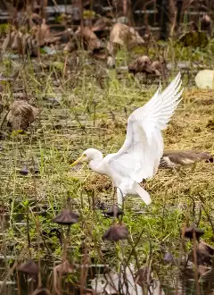 WETLAND PARK